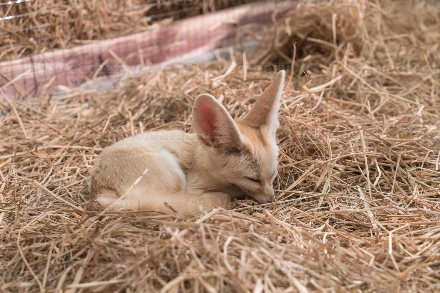 zorro fennec o zorro del desierto foto