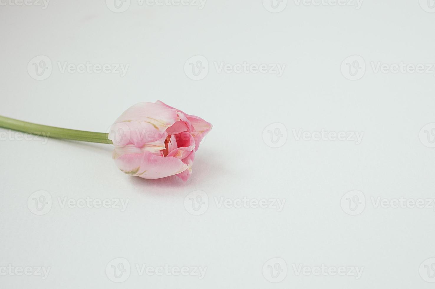 Closeup of pink single flower on white background, copy space photo