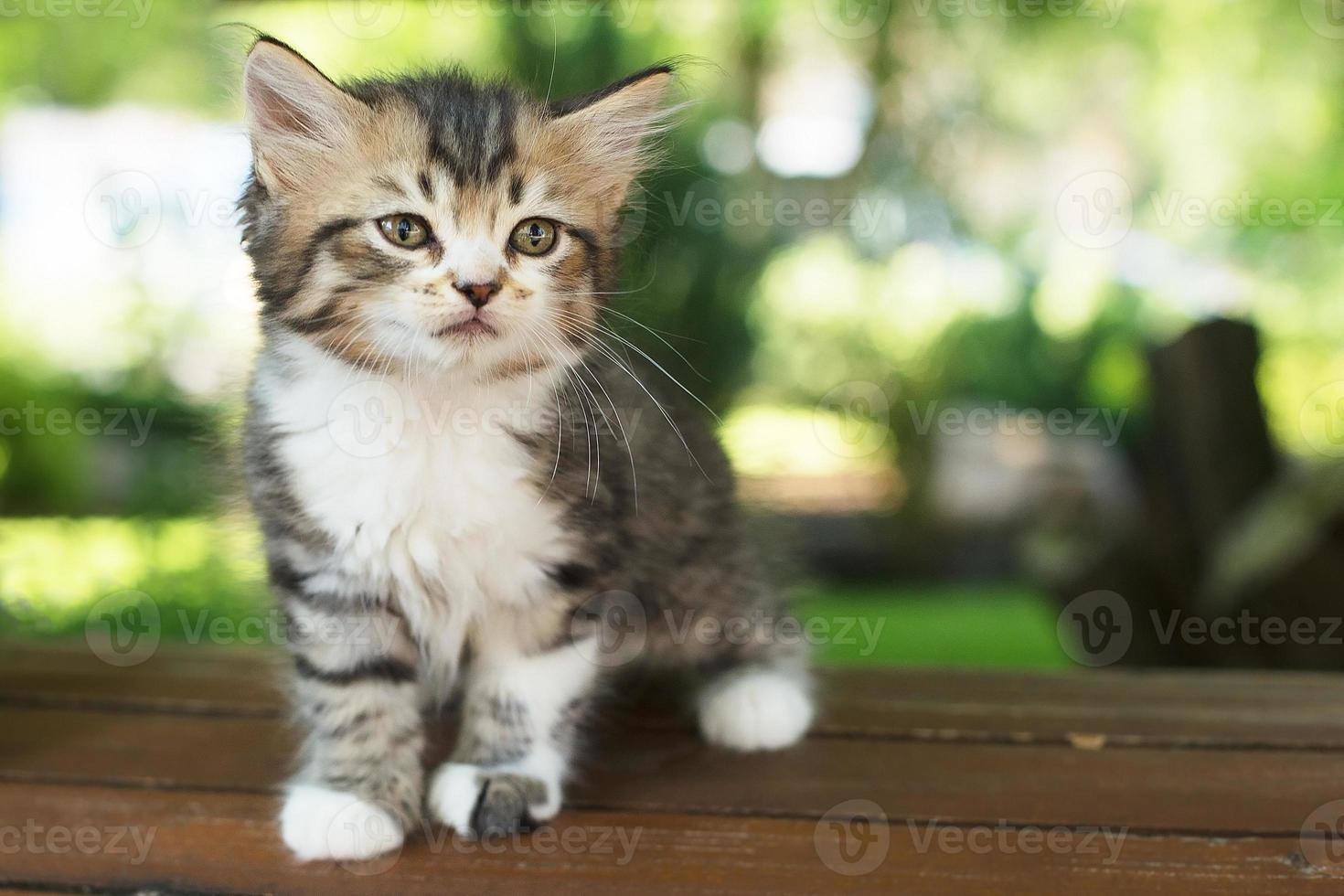 lindo gatito en el parque en un banco, en el verano foto