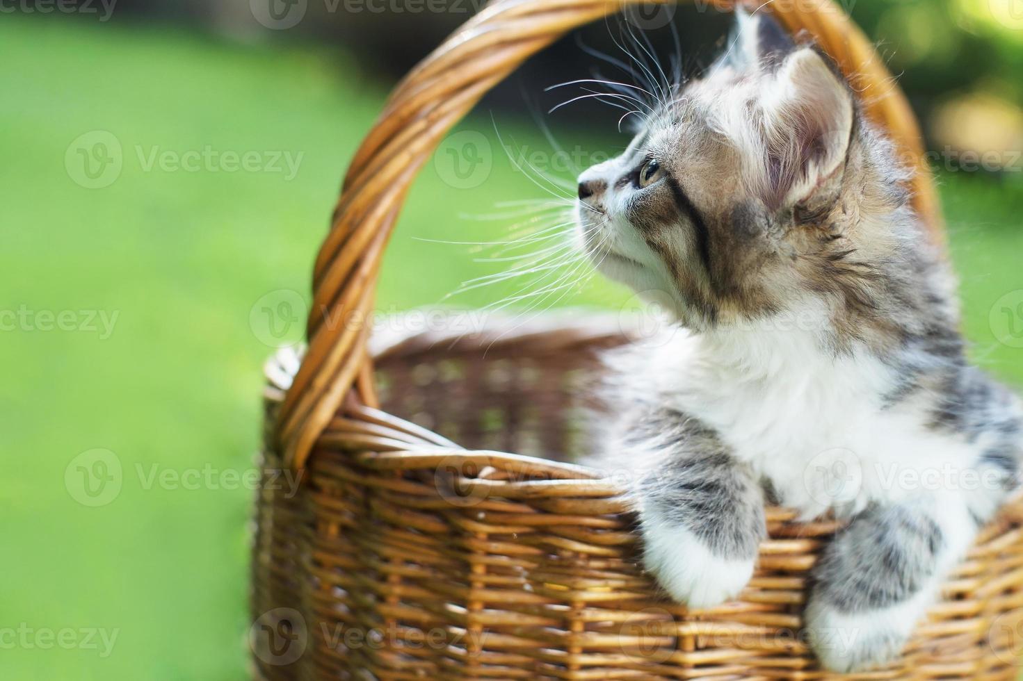 a kitten in a basket on the grass, in summer photo