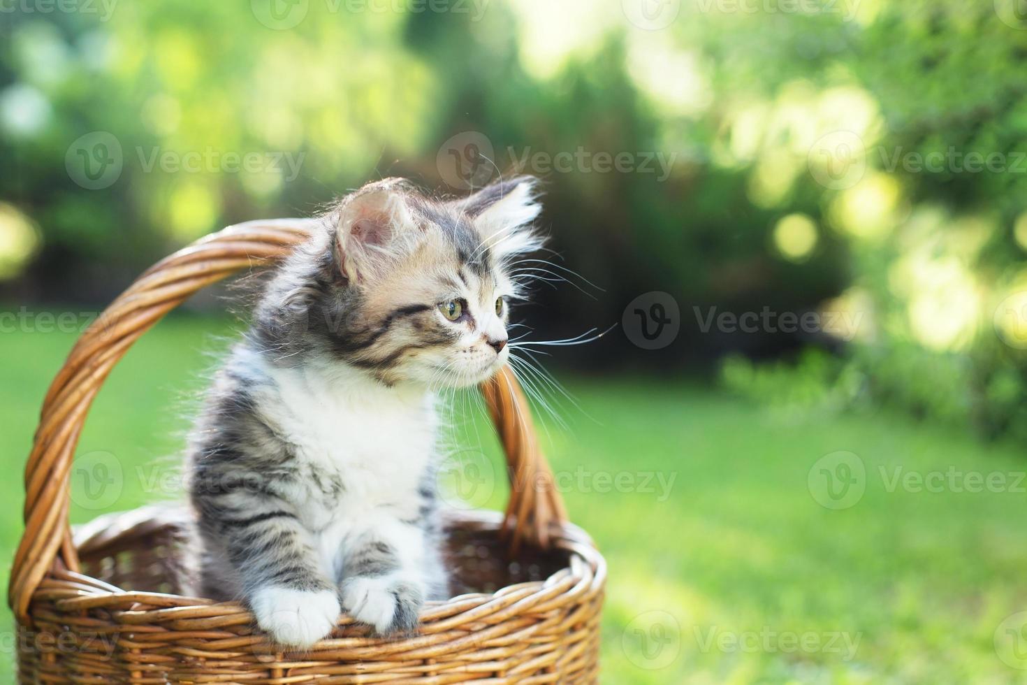 a kitten in a basket on the grass, in summer photo