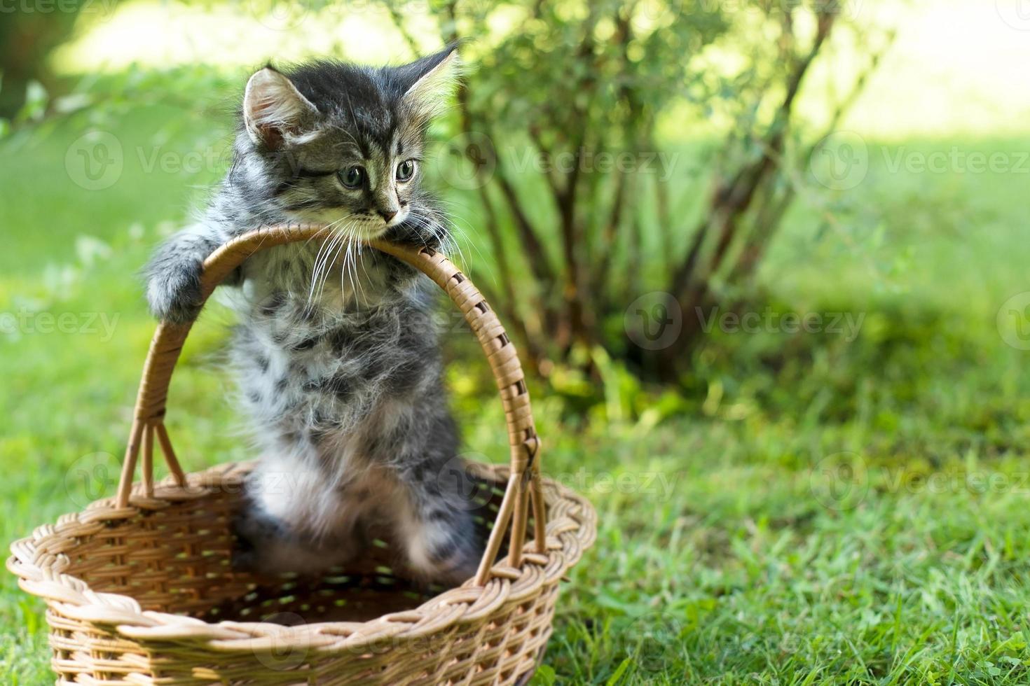 a kitten in a basket on the grass, in summer photo