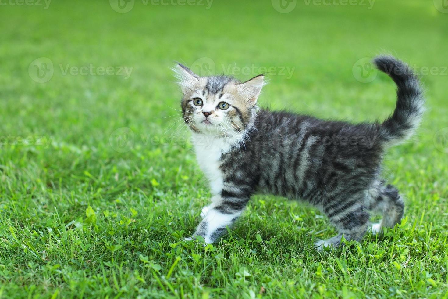 cute kitten on the grass, in summer photo