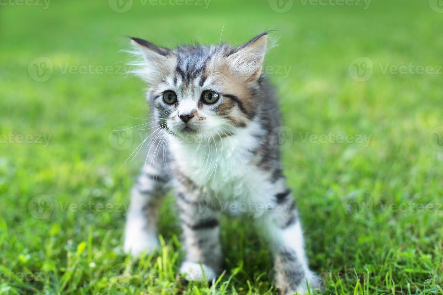cute kitten on the grass, in summer photo