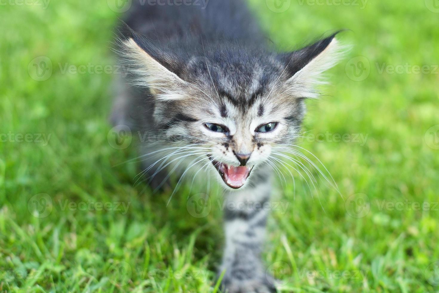 cute kitten on the grass, in summer photo