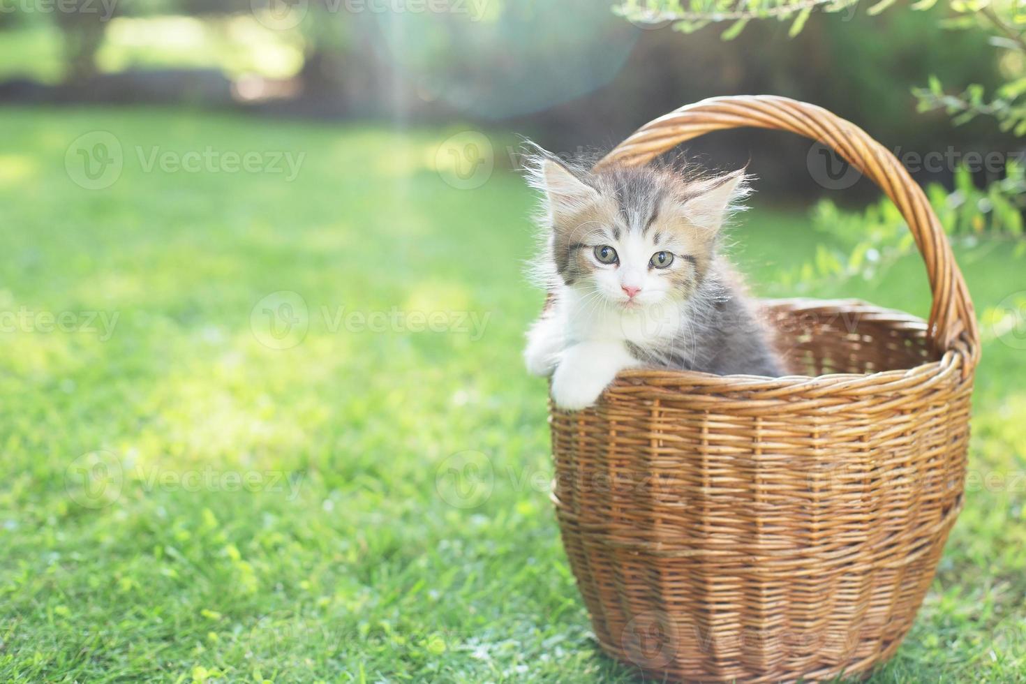 a kitten in a basket on the grass, in summer photo