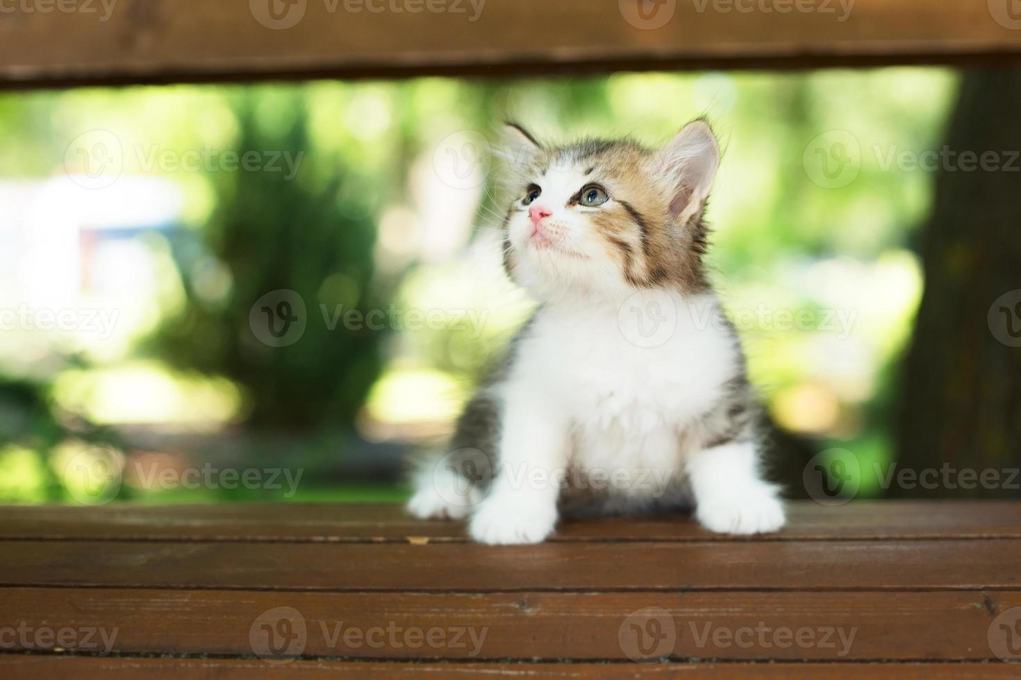 cute kitten in the park on a bench, in the summer photo