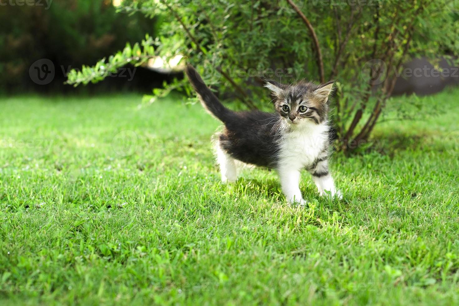 cute kitten on the grass, in summer photo