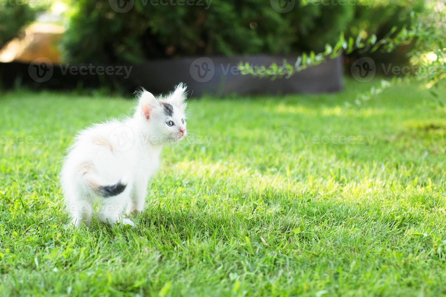 cute kitten on the grass, in summer photo