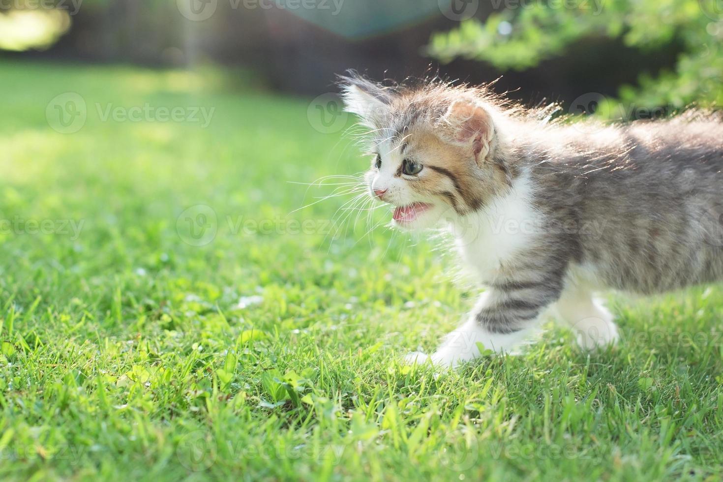 cute kitten on the grass, in summer photo