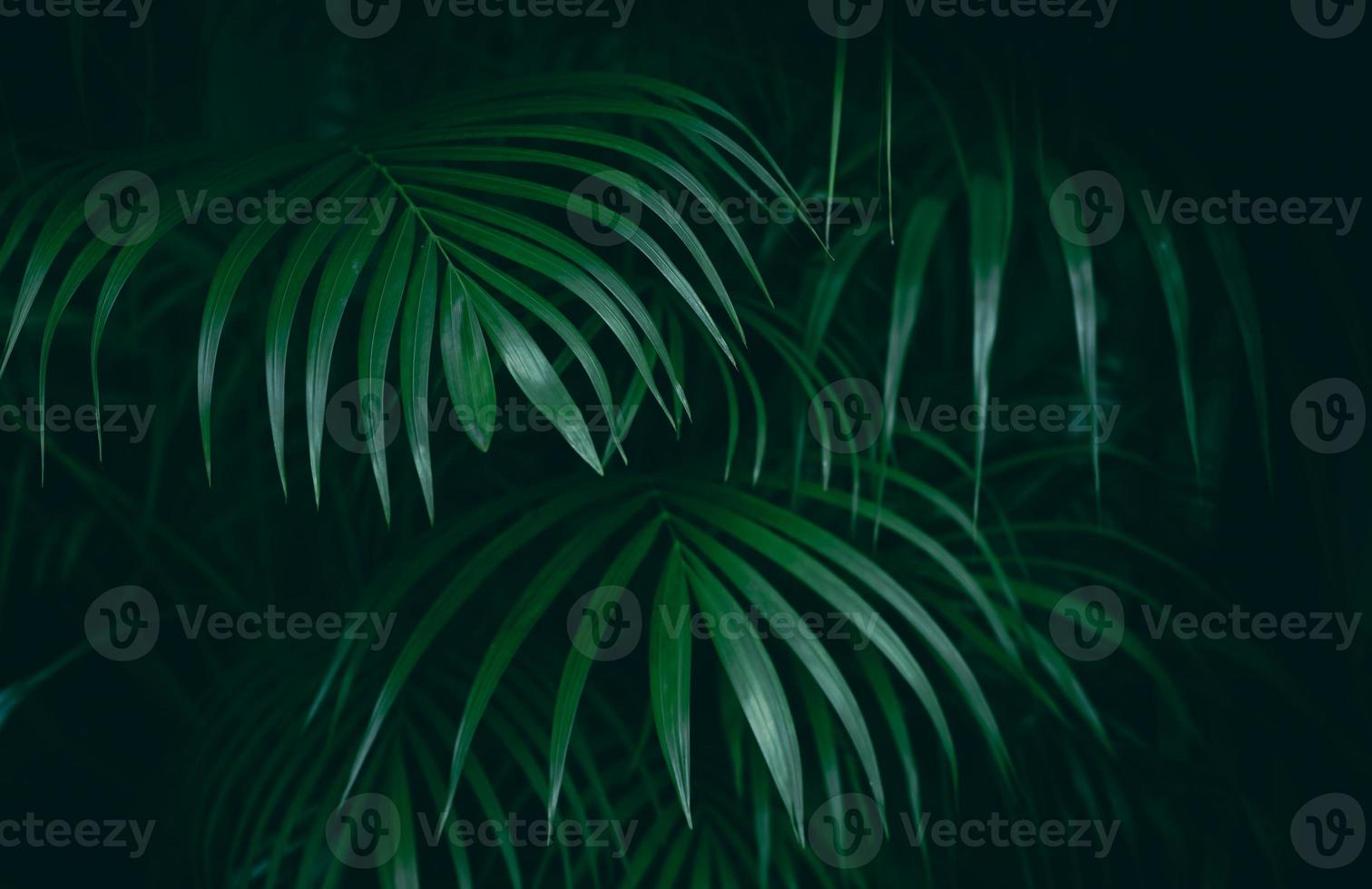 fondo de selva de hoja verde tropical foto