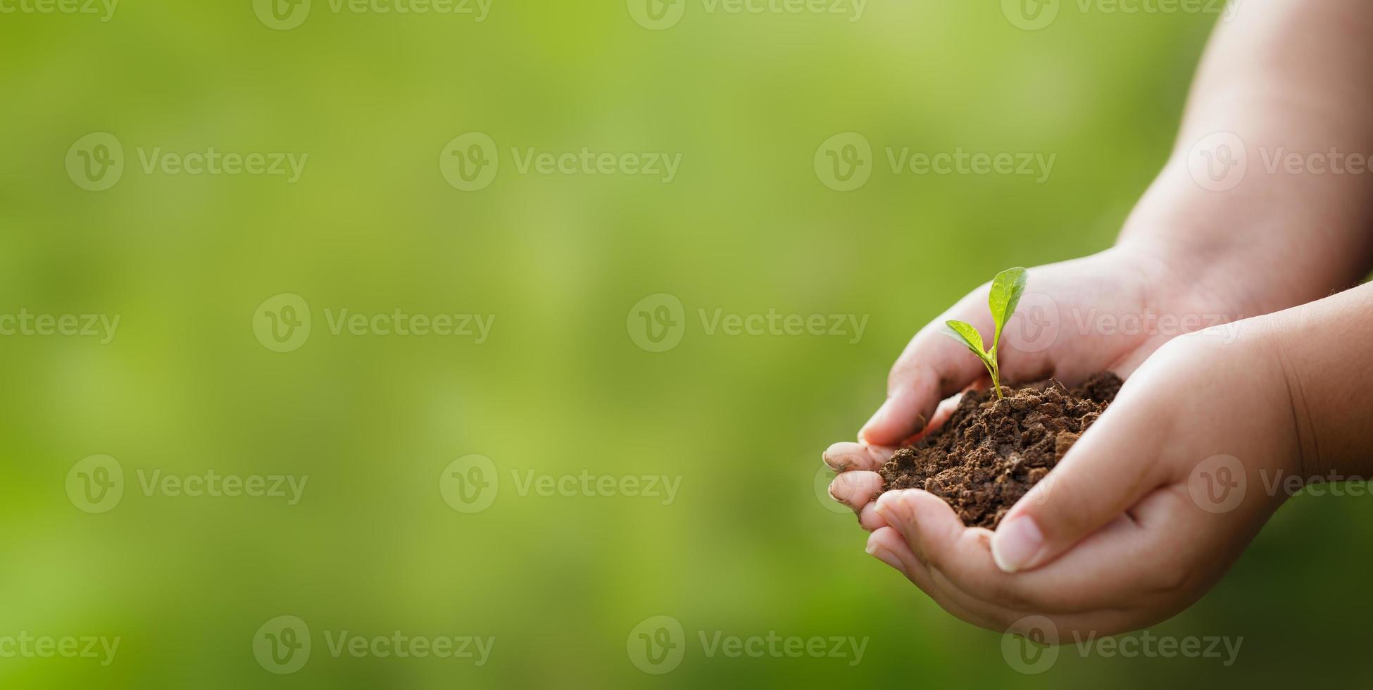 CSR concept and business planting saplings of trees. photo