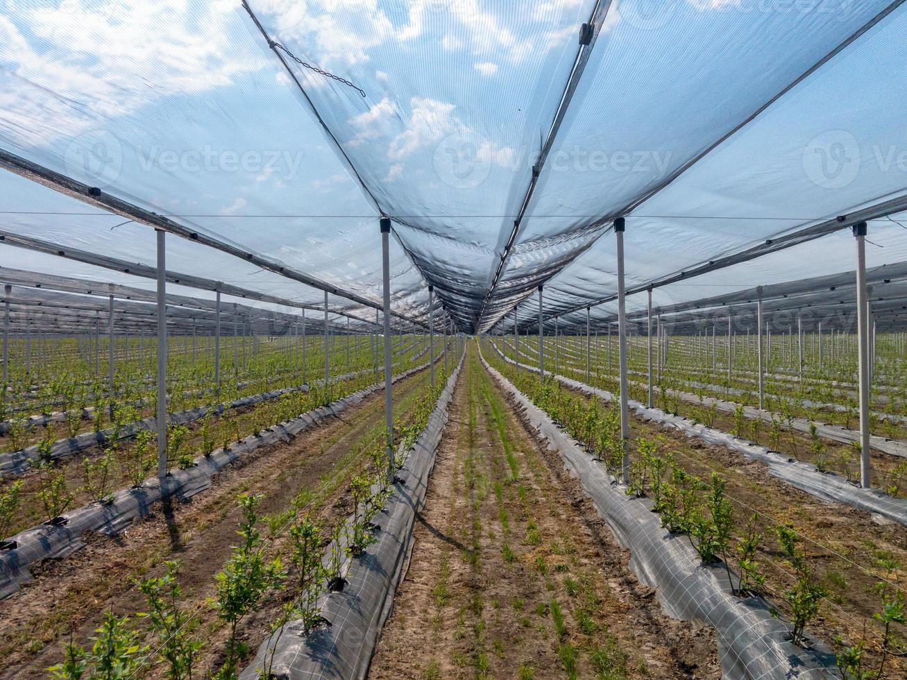 Blueberry seedling beds in an intensive garden under a protection net photo