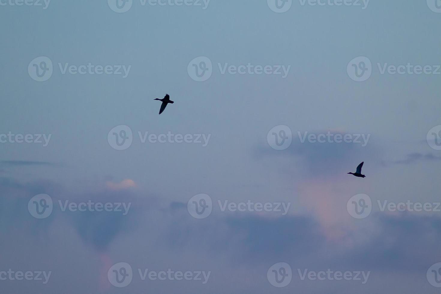 Two flying birds in the evening cloudy sky with pink and purple photo