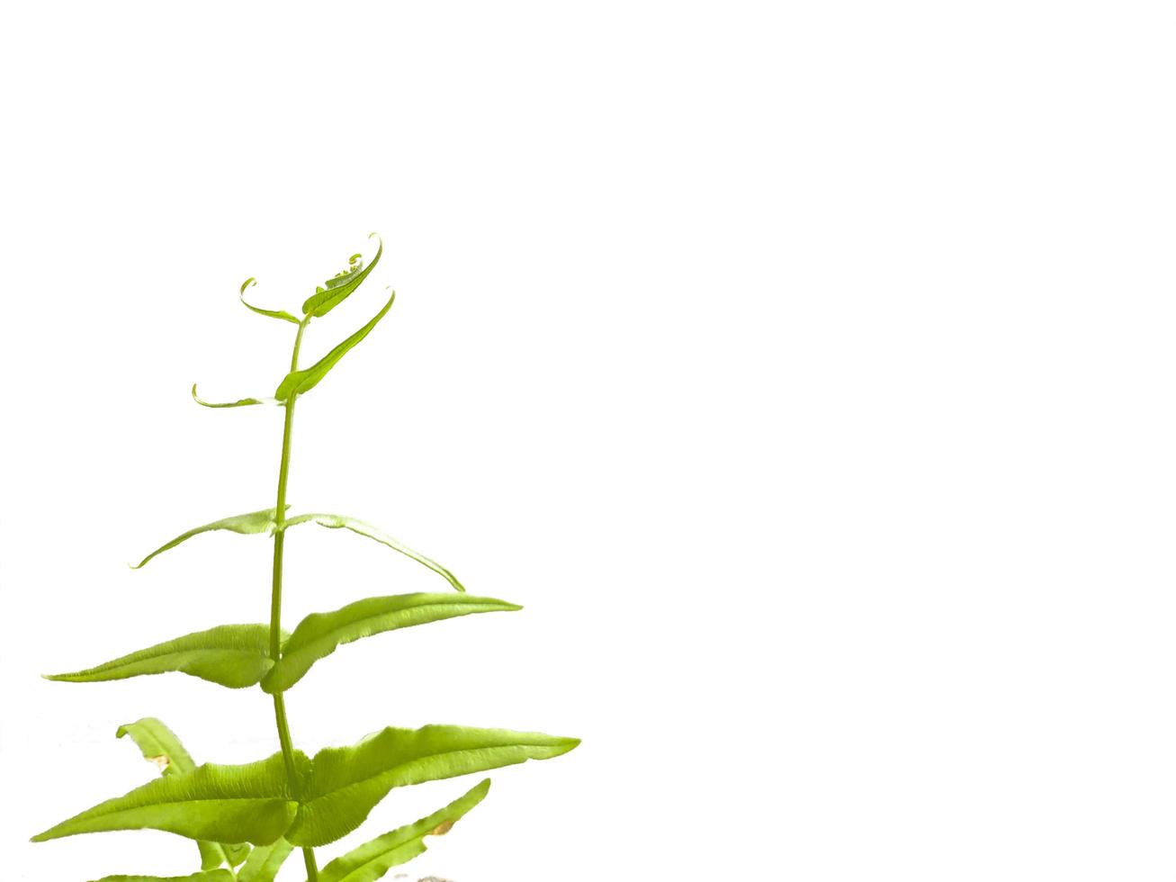 Wild green bush on white isolated background photo