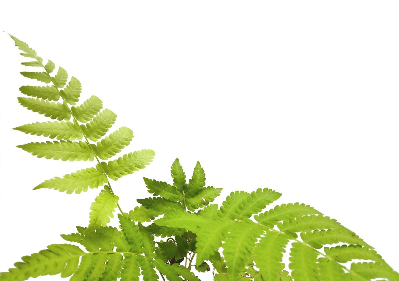 Wild green bush on white isolated background photo