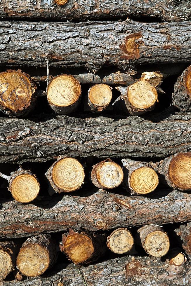 enorme montón de troncos de madera cortada foto