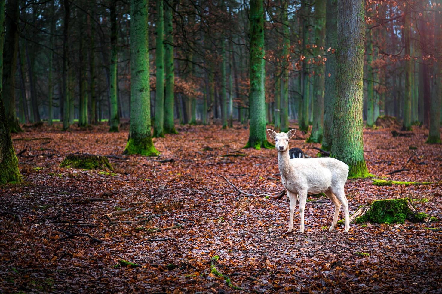 ciervo animal mamífero dulce en un bosque foto