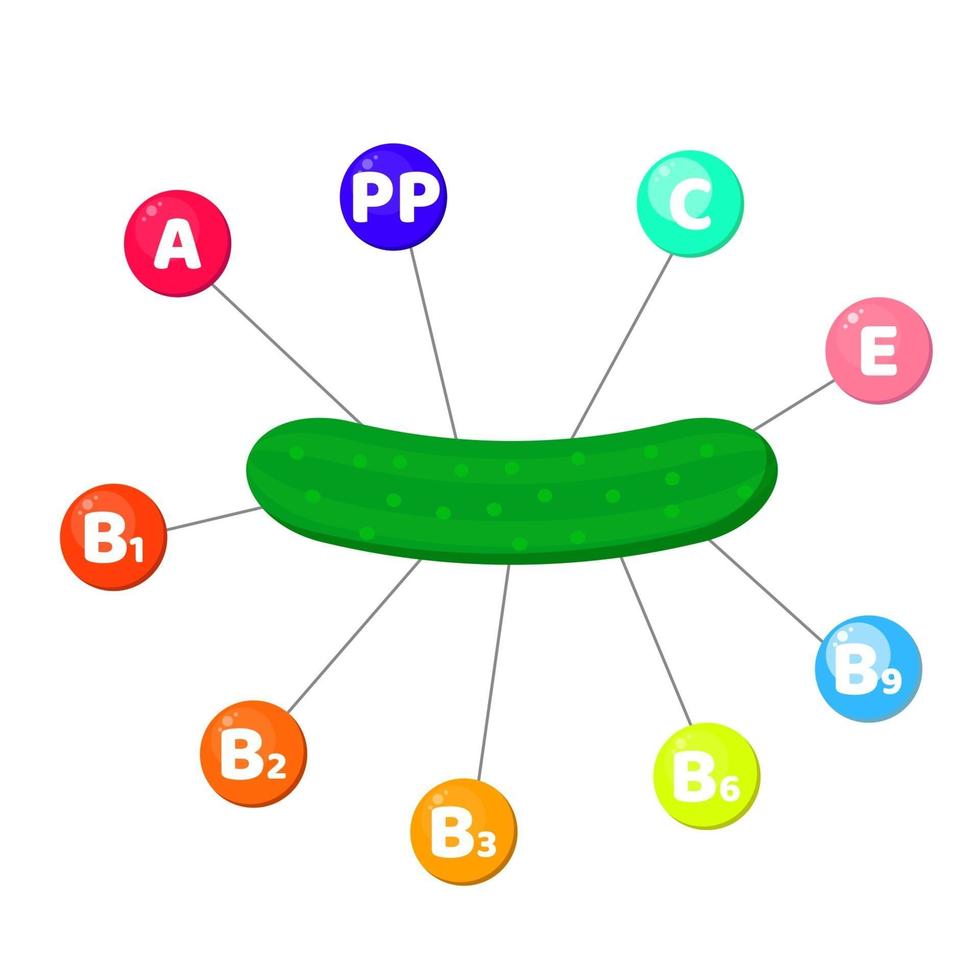 Infographics. vitamins contained in vegetables. Cucumber. vector