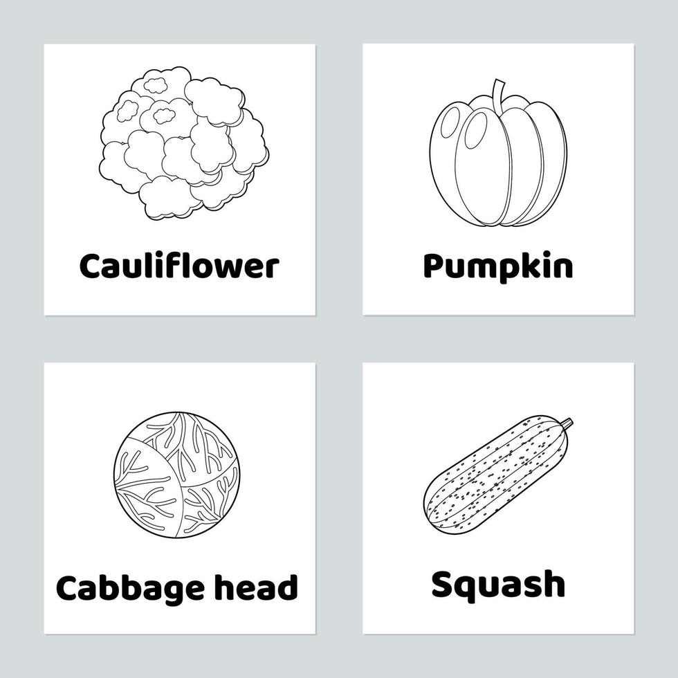 Vegetable.  pumpkin, cauliflower, cabbage head, squash vector