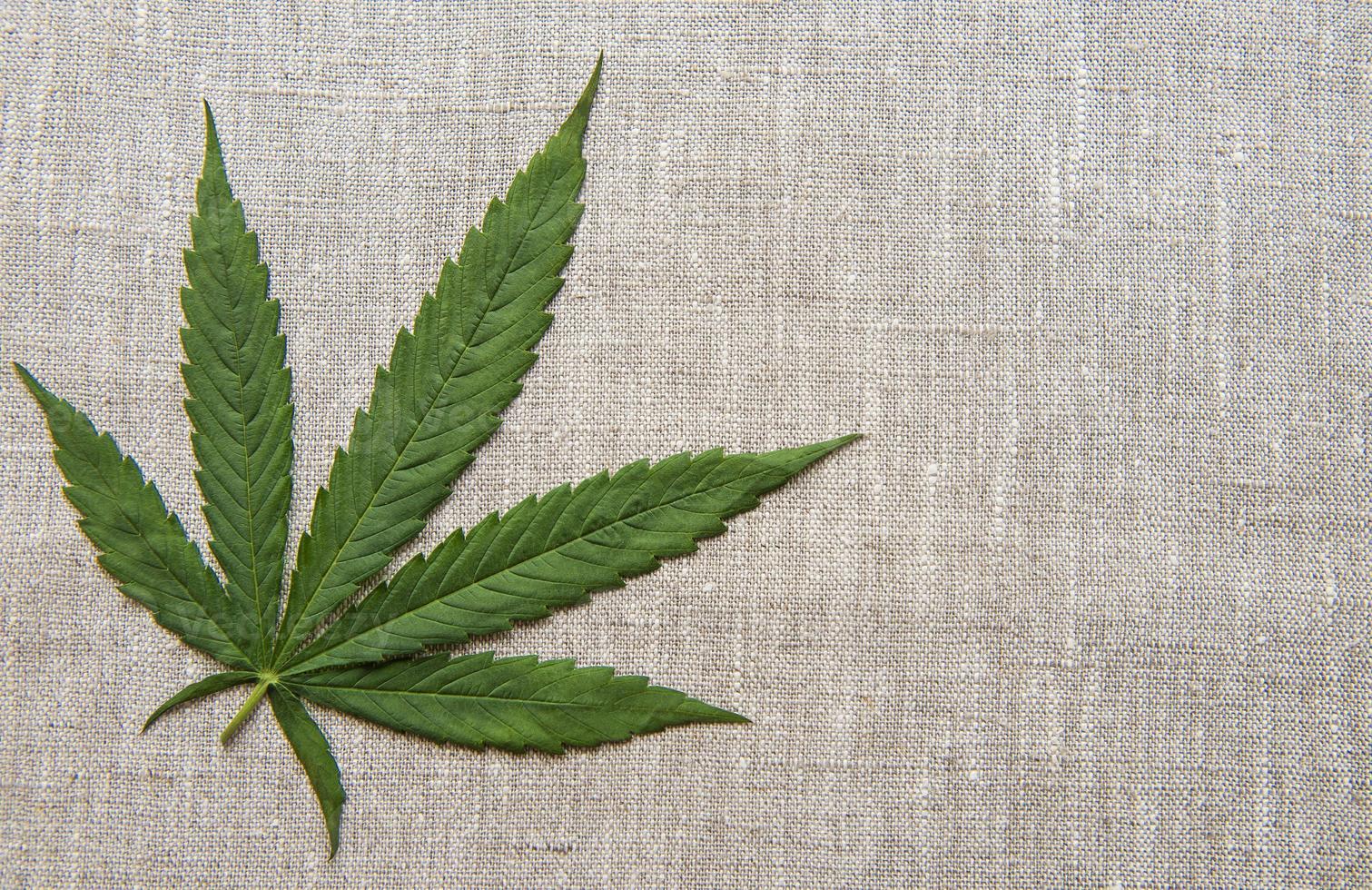 Cannabis leaves on the hemp textile background photo