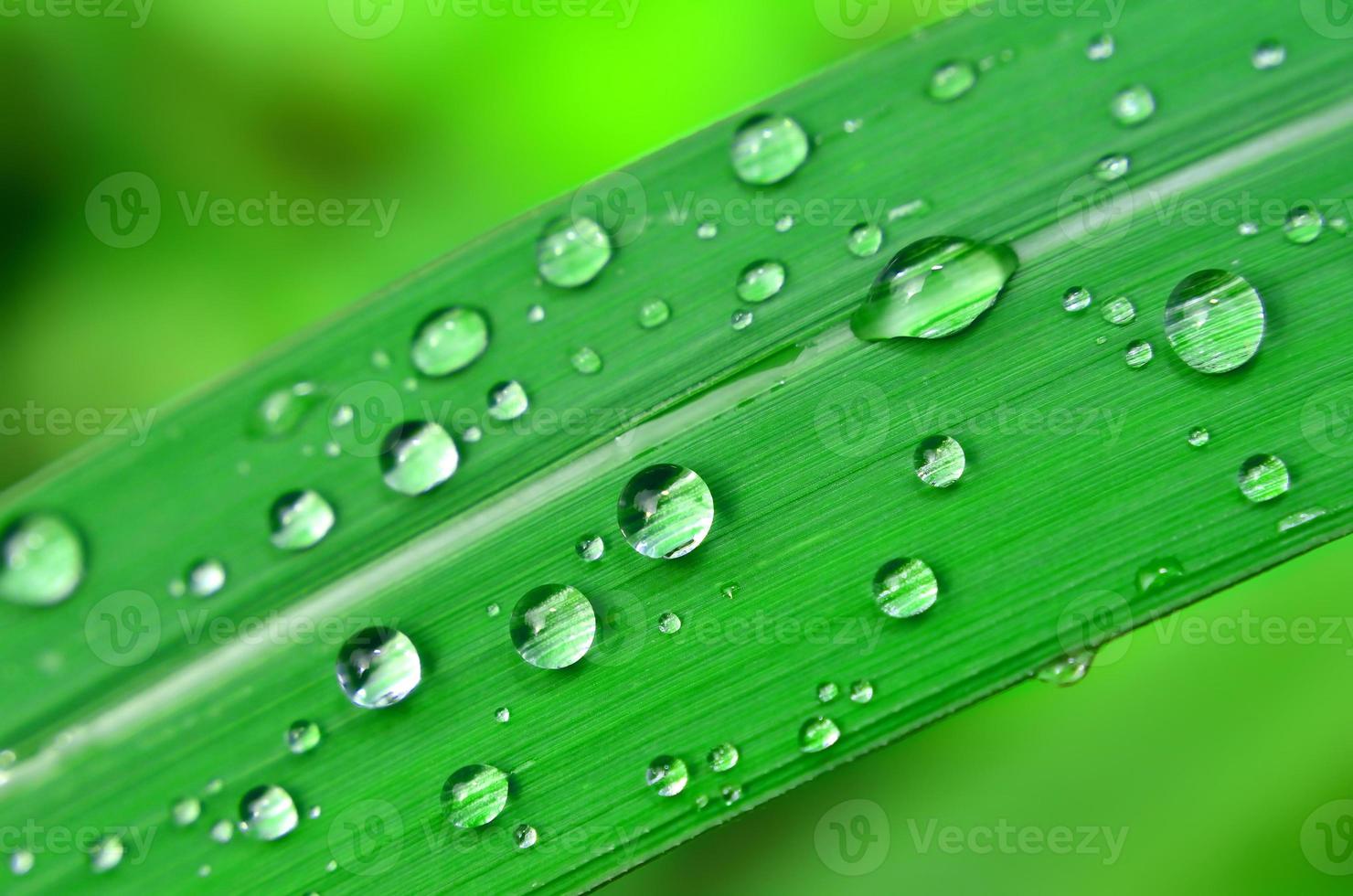 Green leaf with water drops photo