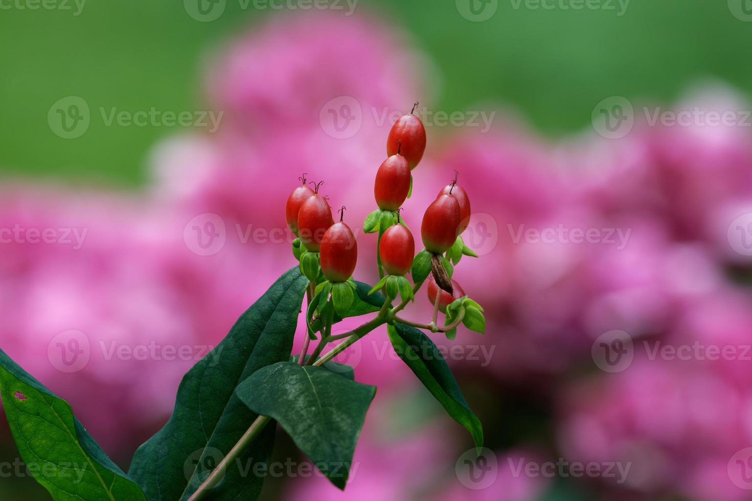 Hypericum androsaemum, red fruits of Tutsan photo