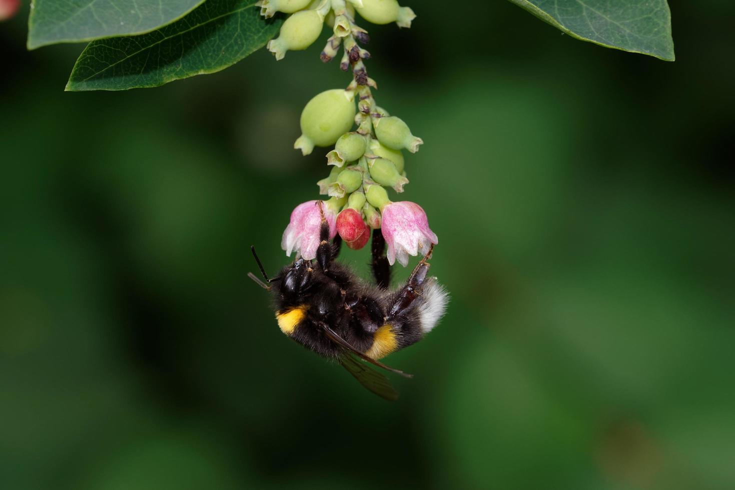Bumblebee on the flowers of a snowberry bush photo