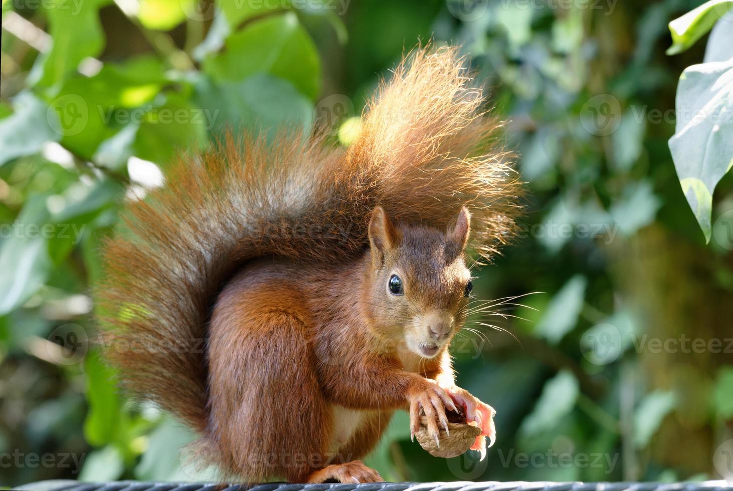 La pequeña ardilla aterrorizada sostiene una nuez agrietada en sus patas foto