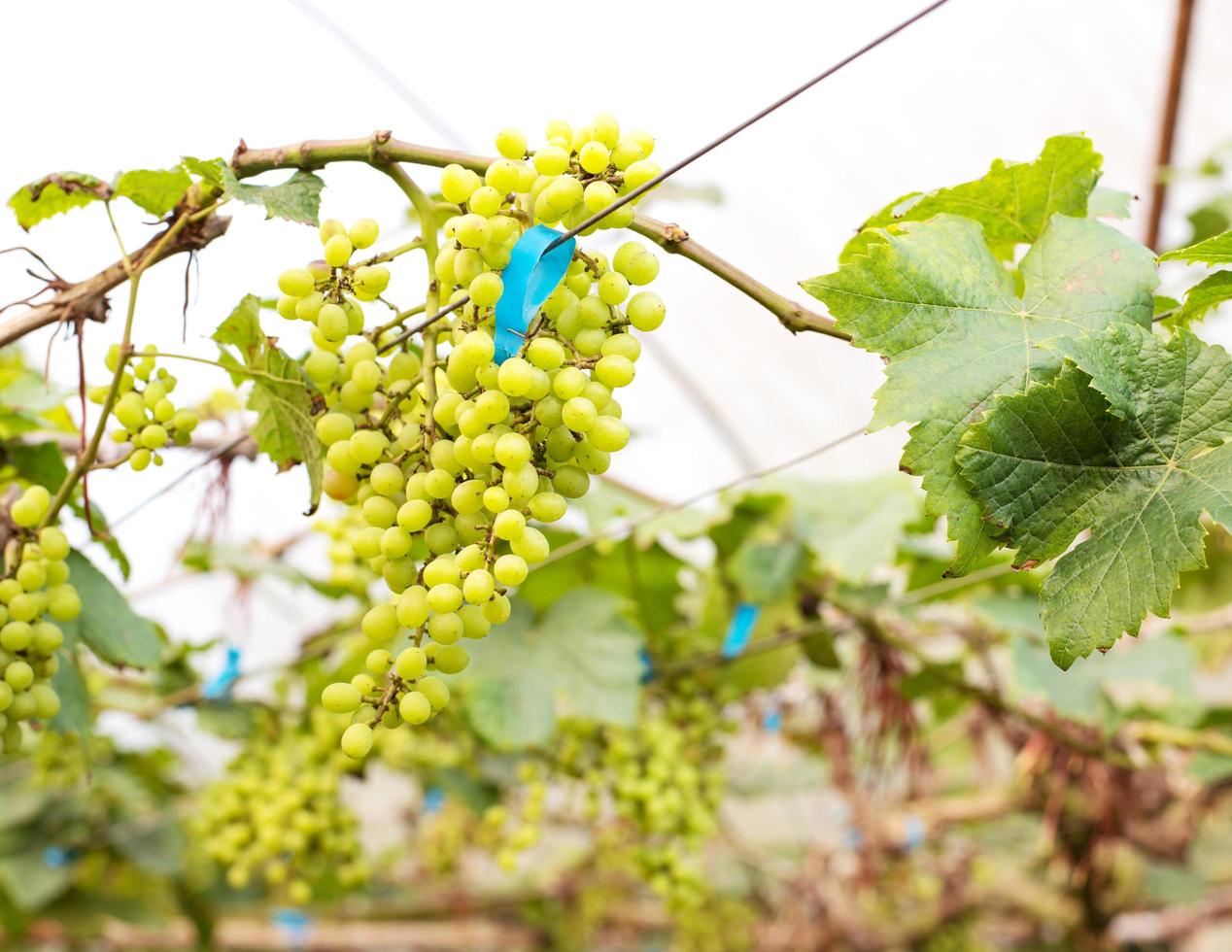 Green grape tree 3151944 Stock Photo at Vecteezy