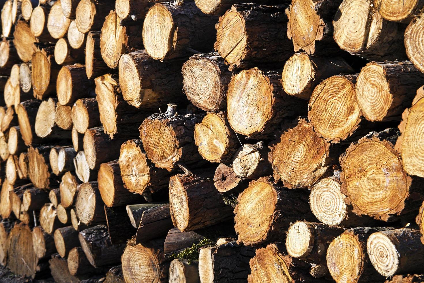 enorme montón de troncos de madera cortada foto