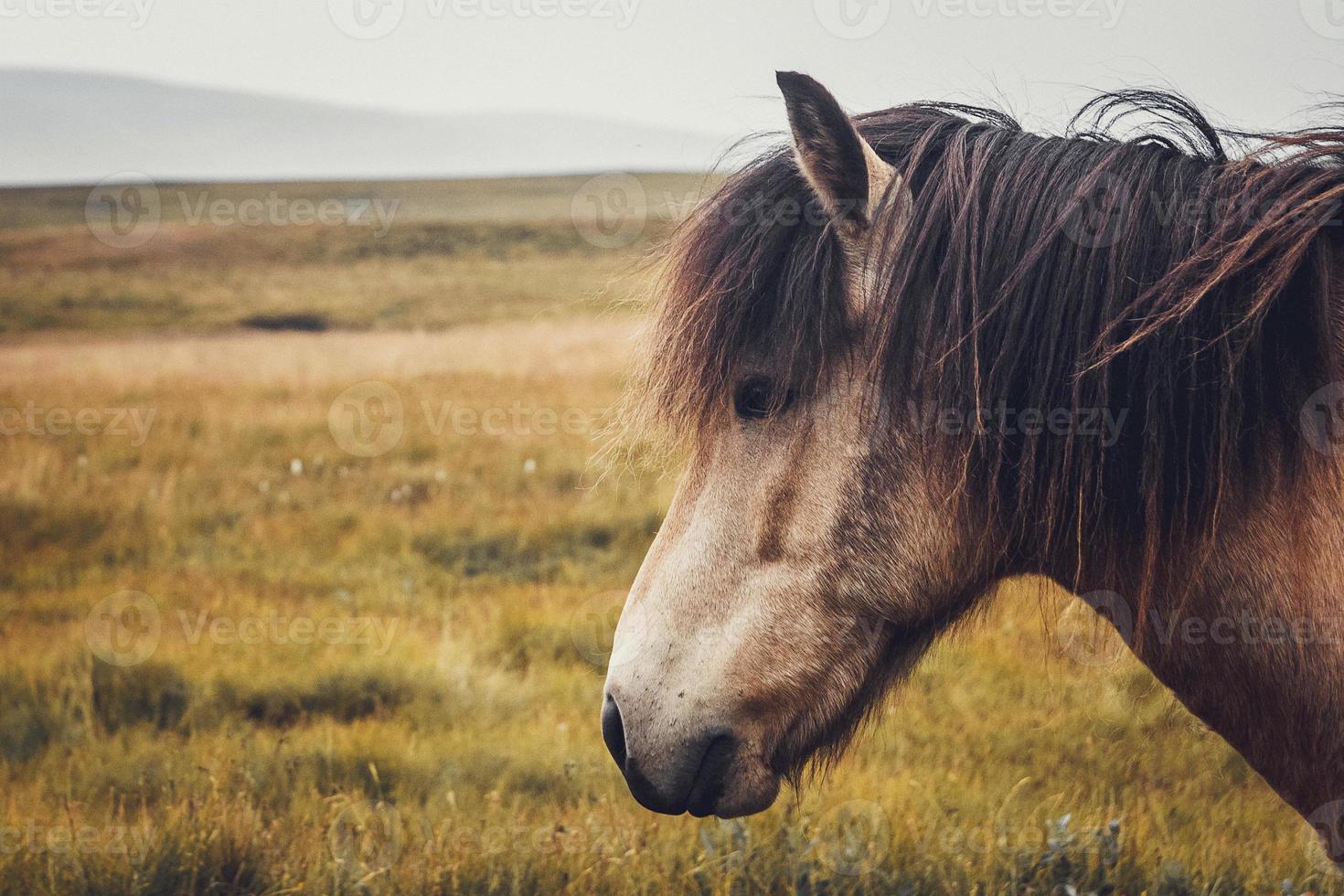 Icelandic horse in the field of scenic nature landscape of Iceland photo