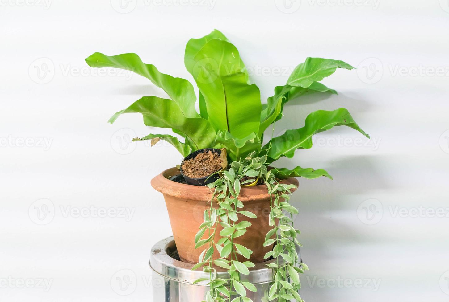 Plant in pot home decoration with copy space photo