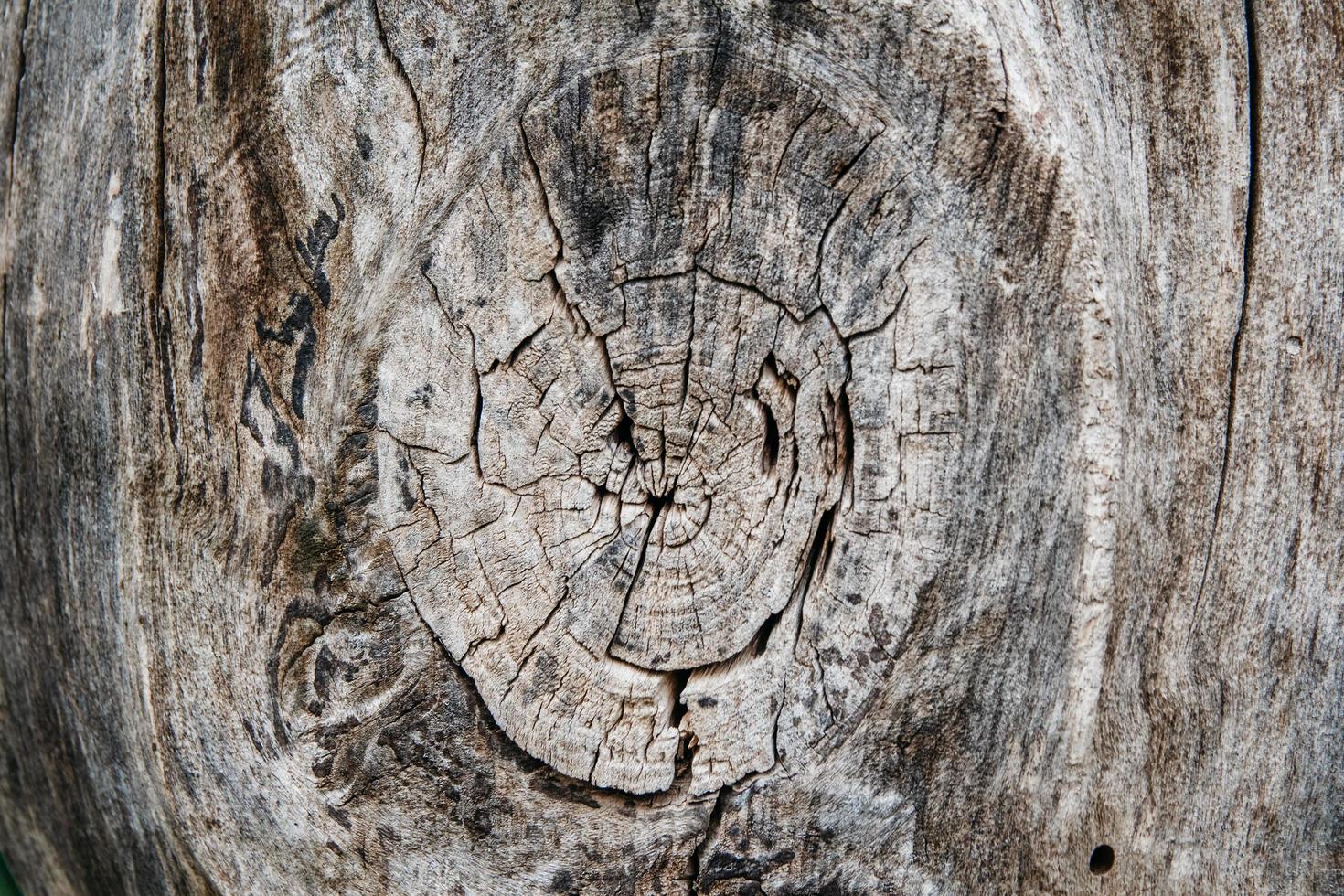 Texture of old tree and stump as a background image photo