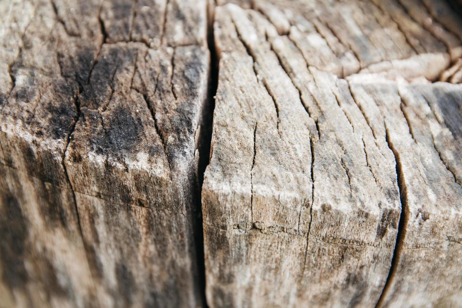 Texture of old tree and stump as a background image photo