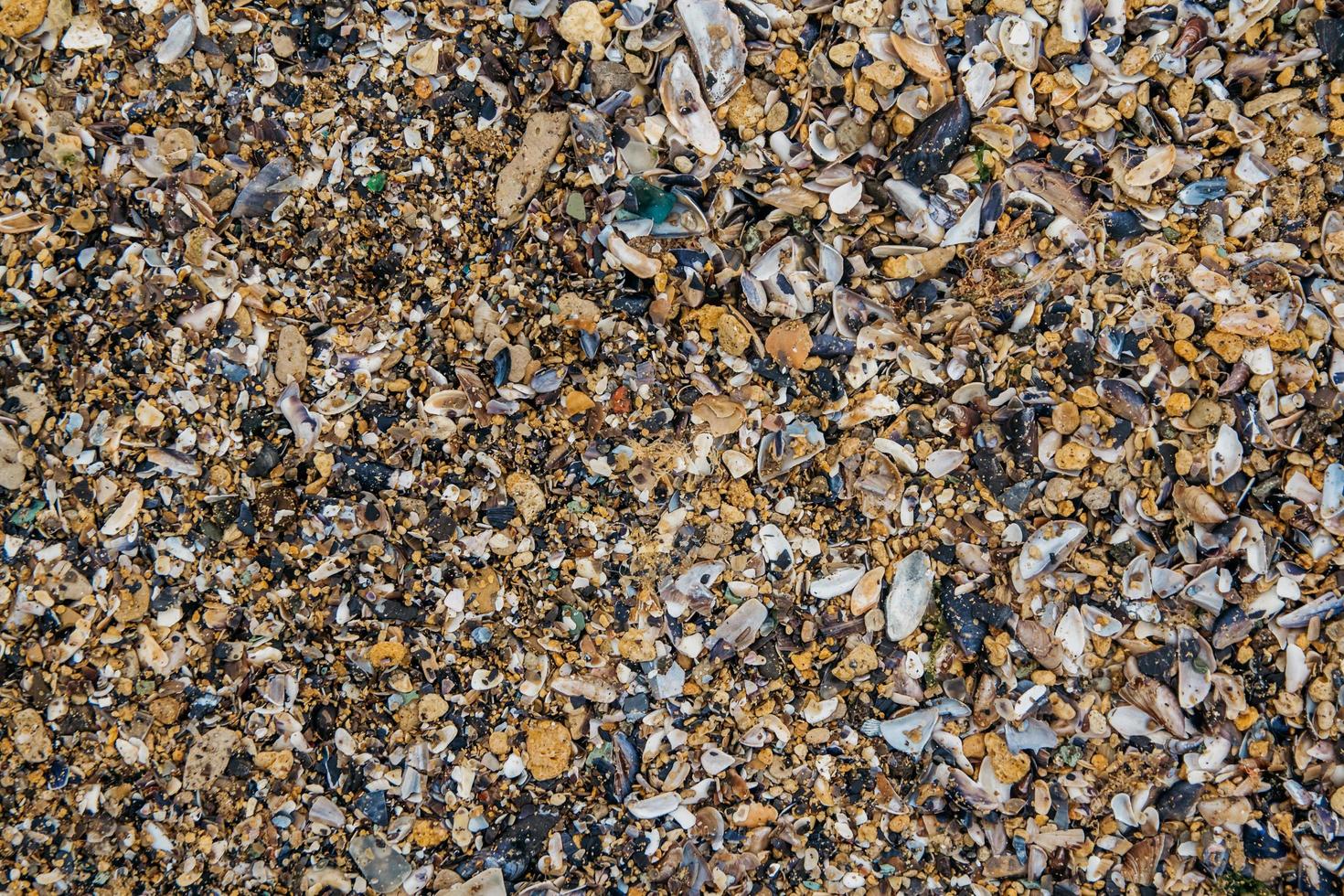 Shell and pebble stone for background texture photo