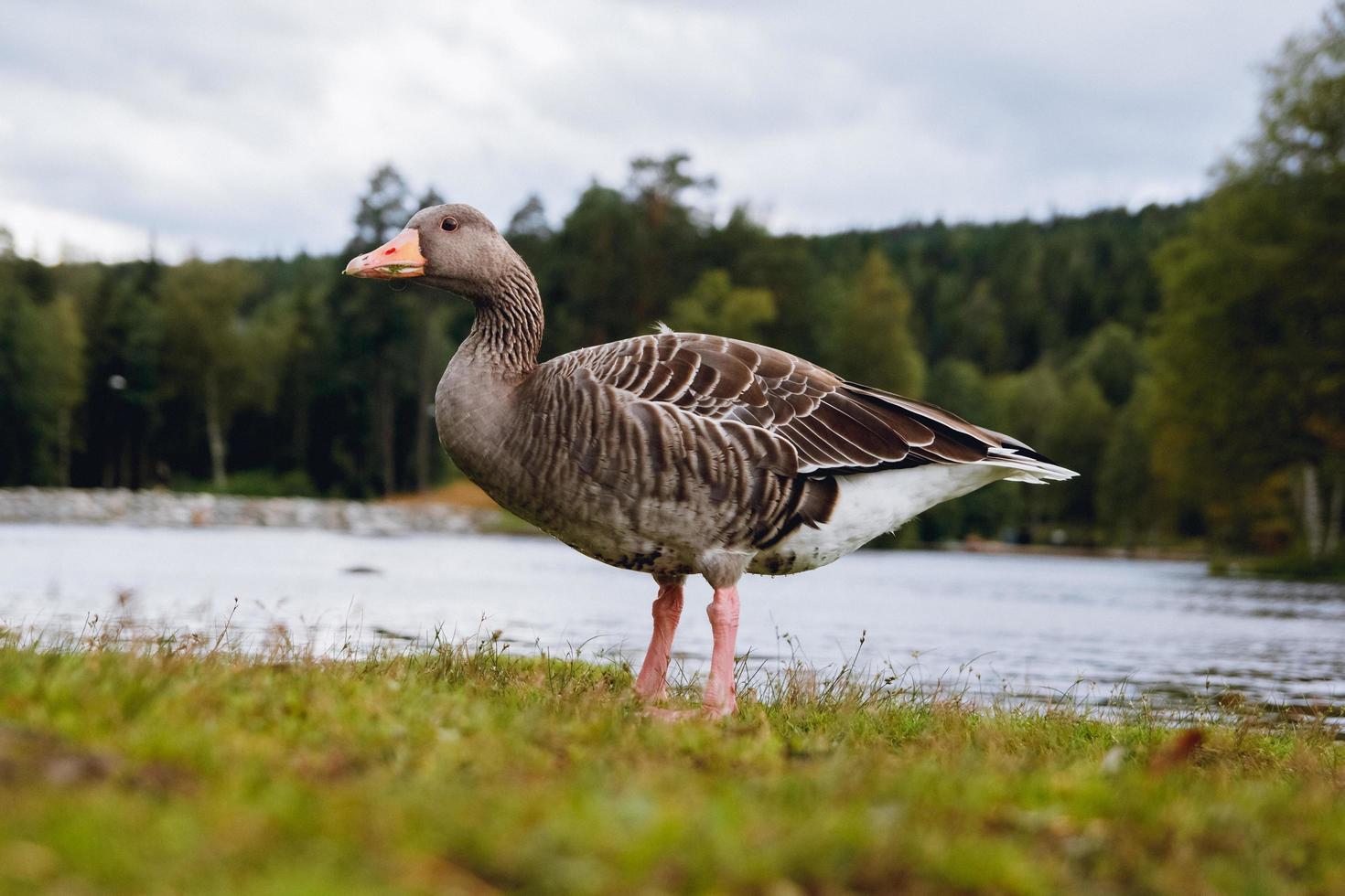 Greylag goose with orange beak in parkand lake background photo
