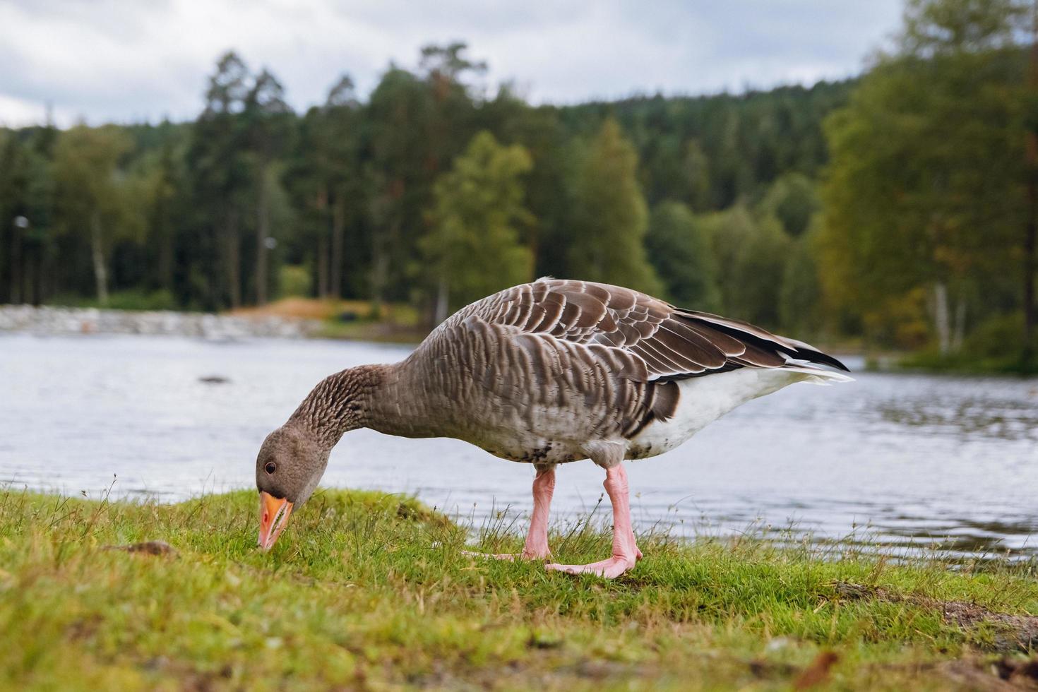 Greylag goose with orange beak in park with lake background photo