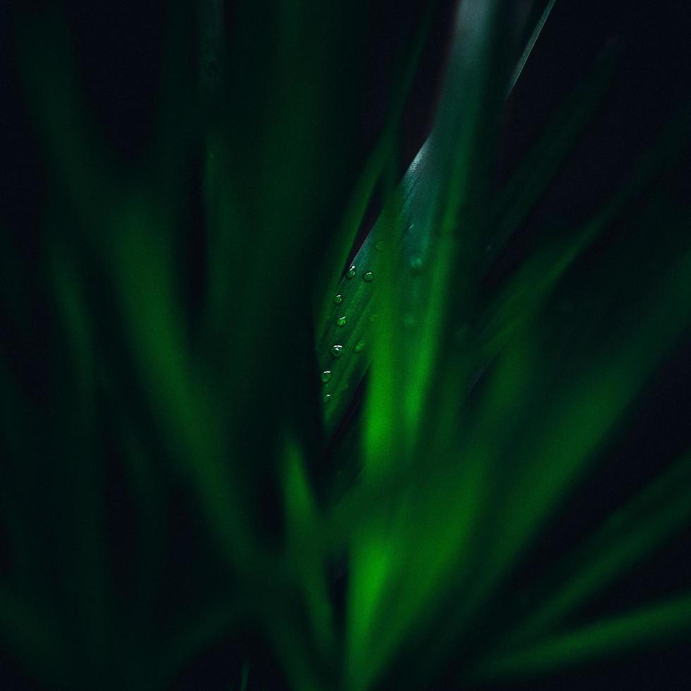 gotas de lluvia sobre hojas verdes frescas foto