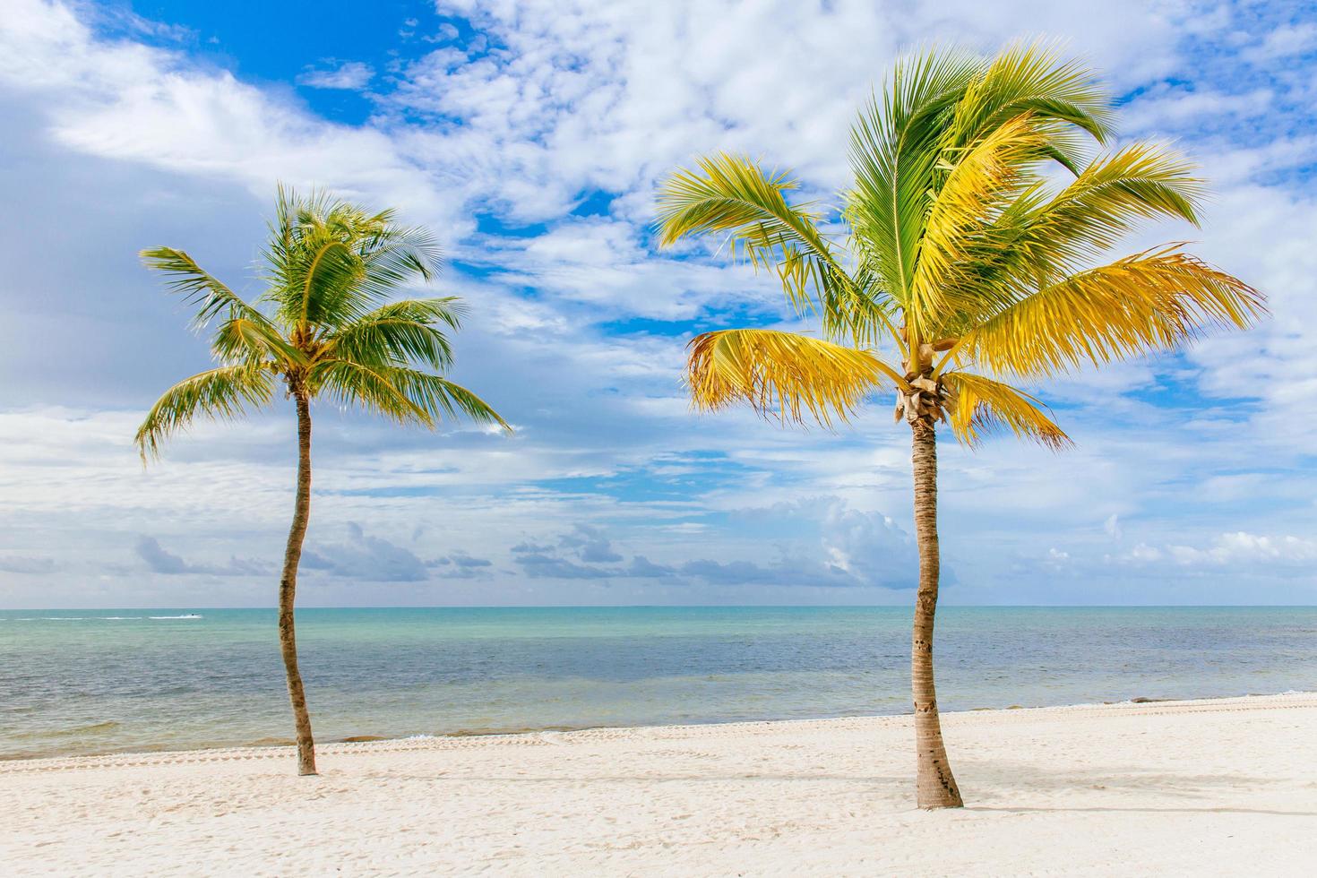 Coconut tree on a white sand beach. photo