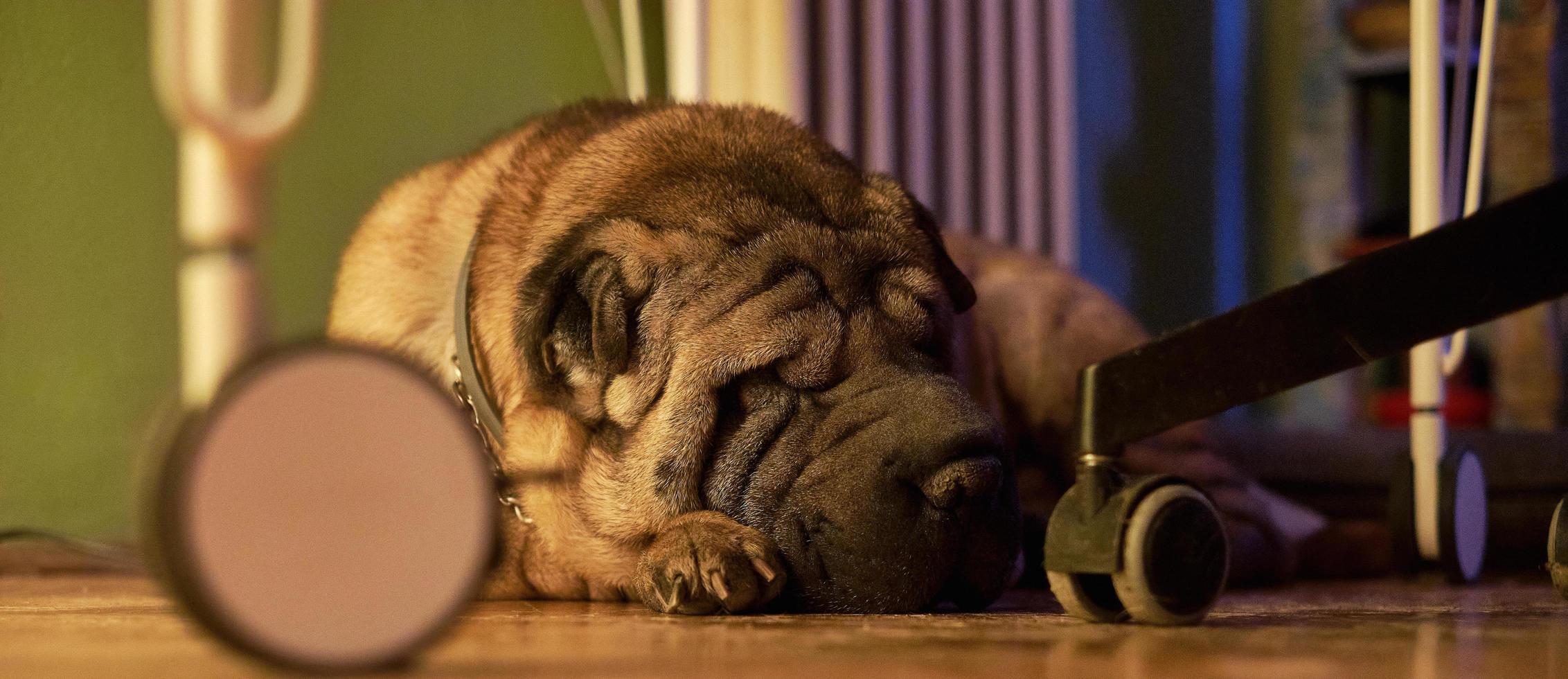 Adorable perro shar pei tirado en el suelo foto