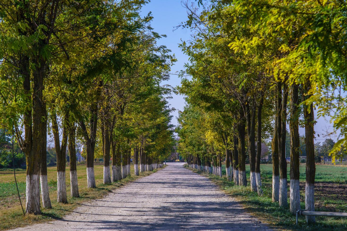 Beautiful view of a pathway surrounded by beautiful trees in a park photo