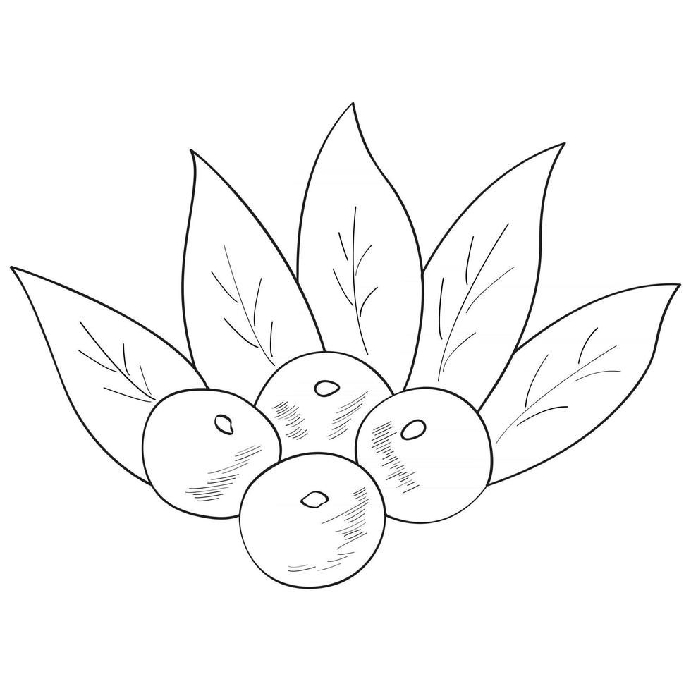 Acai berry branch, leaves vector