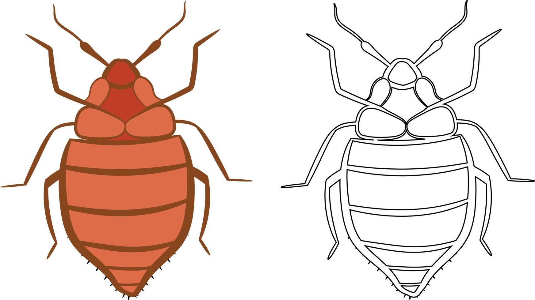 Ilustración de vector de chinche o cimex lectularius