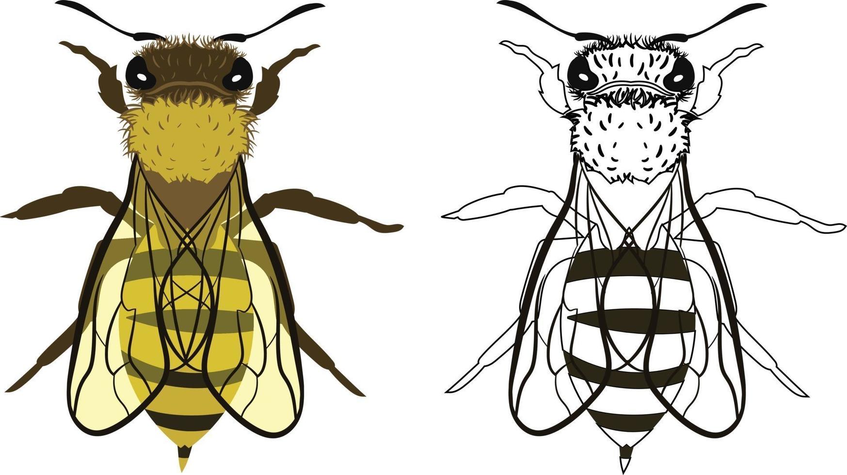 Bee or Apis mellifera Vector Illustration