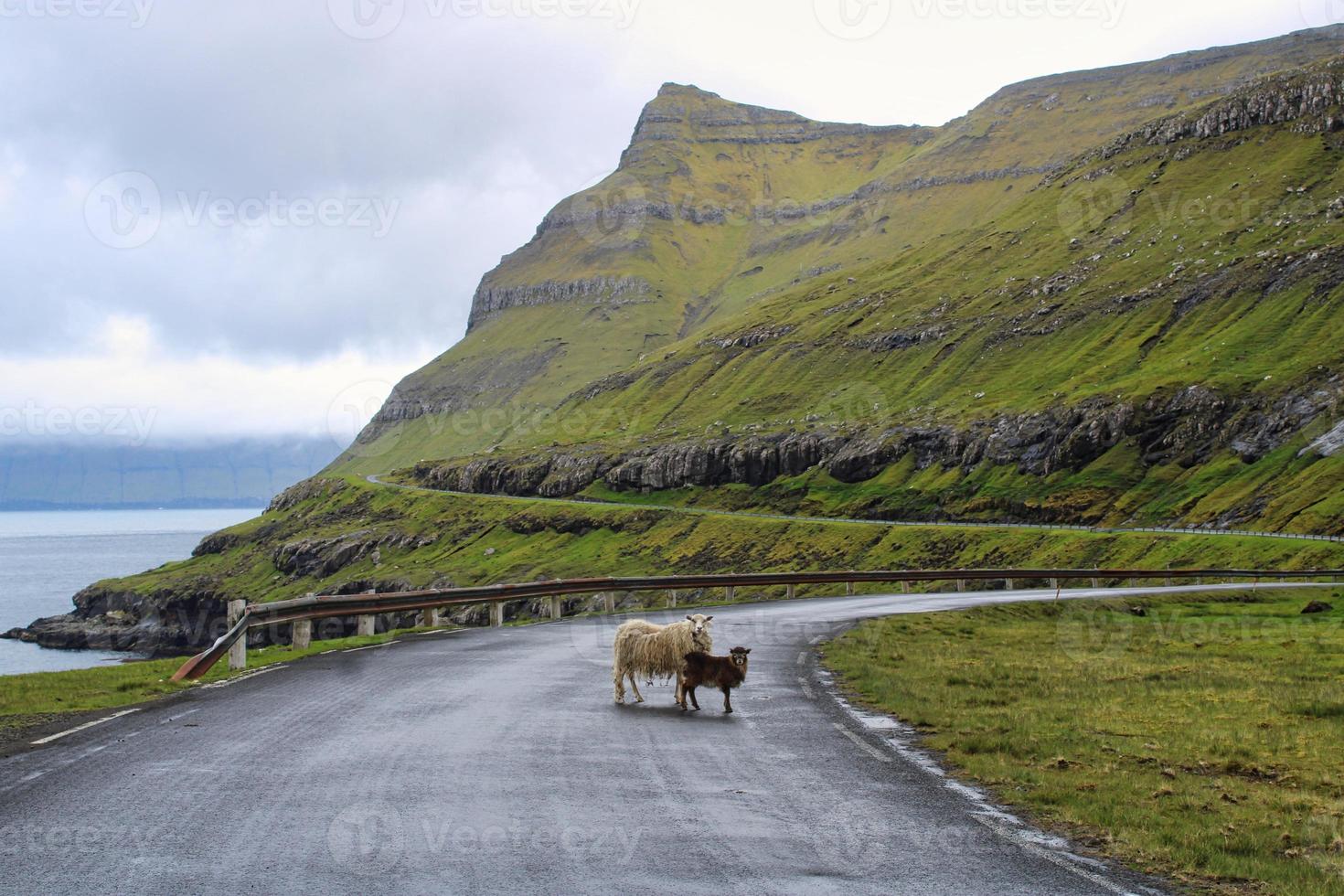 Portrait of Faroese Sheep photo