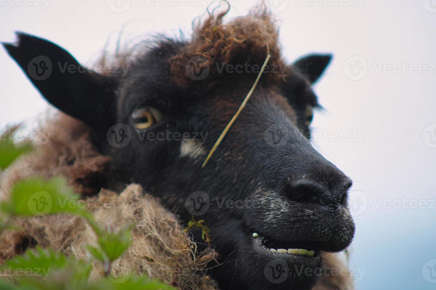 retrato de oveja feroe foto