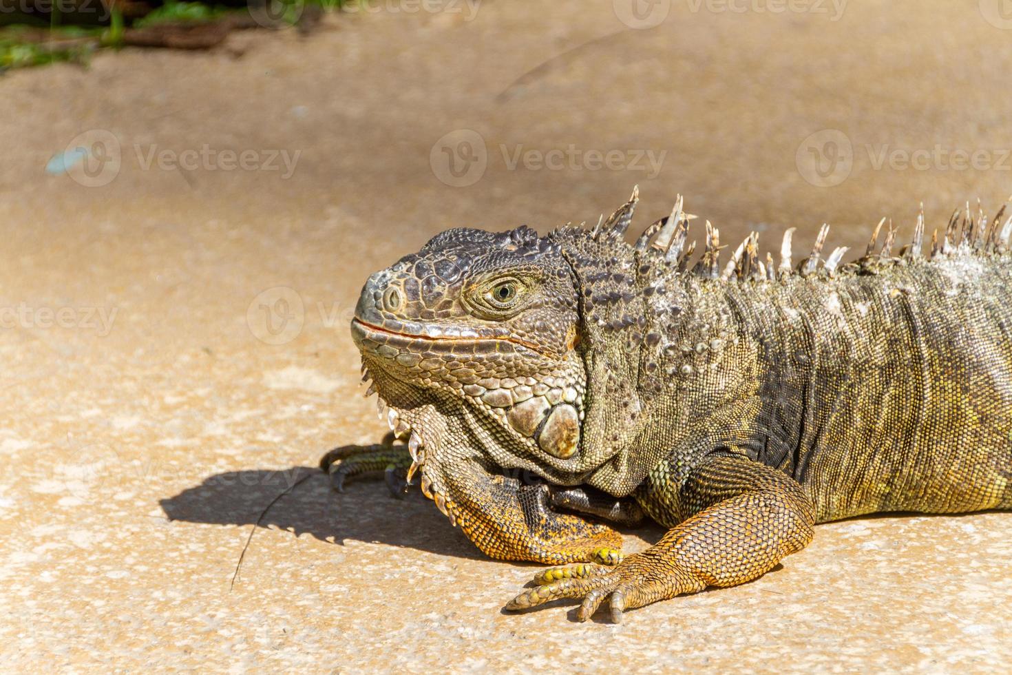 outdoor iguana in Rio de Janeiro. photo