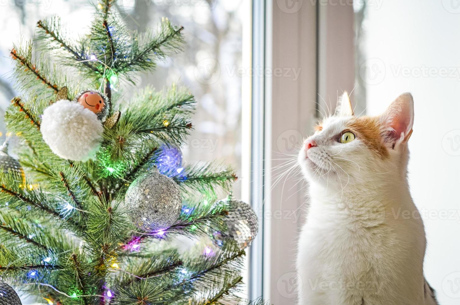 un gato doméstico tricolor mira el árbol de navidad. foto