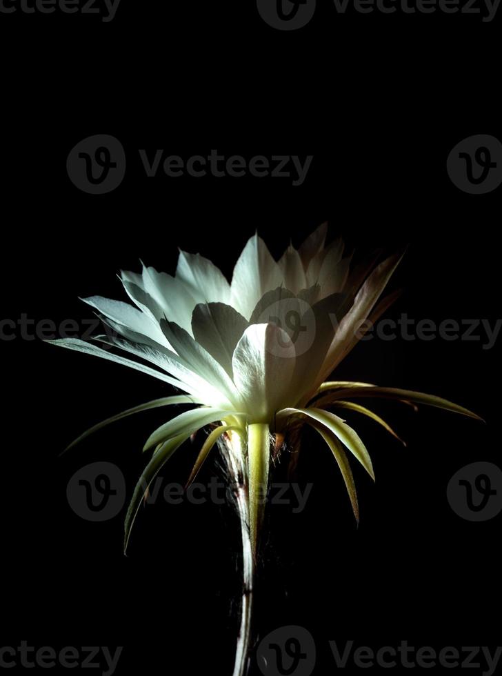 Color blanco con mullido peludo de flor de cactus sobre fondo negro foto